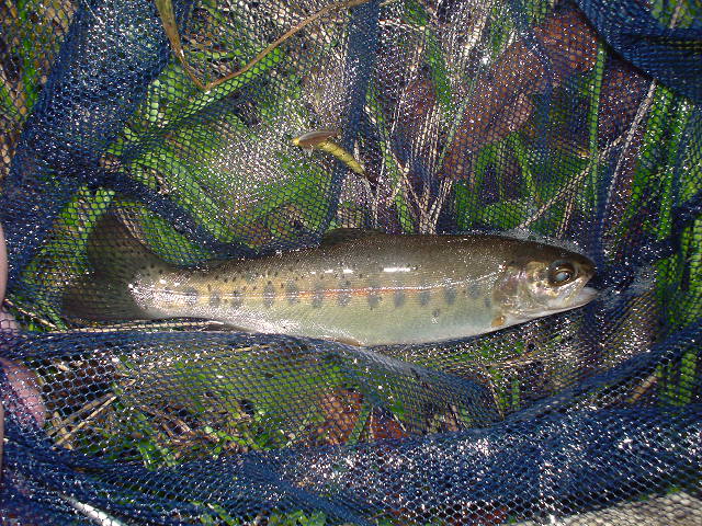 Photo of rainbow trout and FUTASUJI MONKAGERO (large cream-coloured mayfly) imitation fly, extended body