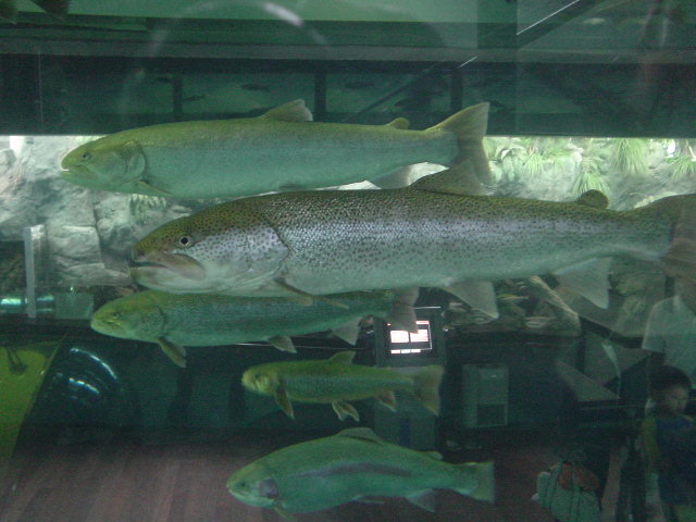 Photo of salmon family fishes in aquarium