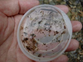 Stomach sample from Yamame.