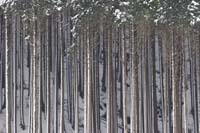 IMG_1-4125