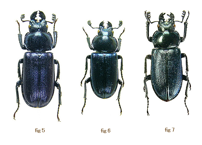Platycerus of Europe ①