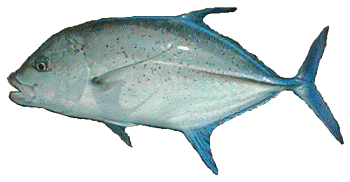 �摜�E�����݂���