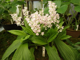 ���{�G�r�l��