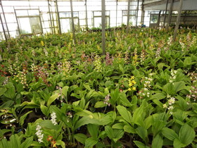 ���{�G�r�l��