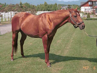 ロドリゴデトリアーノ