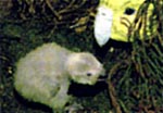 Kakapo Chick