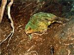 Kakapo eating a leaf