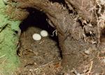 Eggs in a Hollow Tree