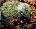 A kakapo chick