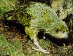 A strolling kakapo