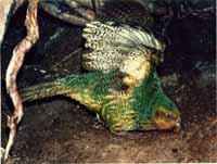 Sinbad the kakapo, dancing