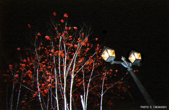 ��̃i�i�J�}�h