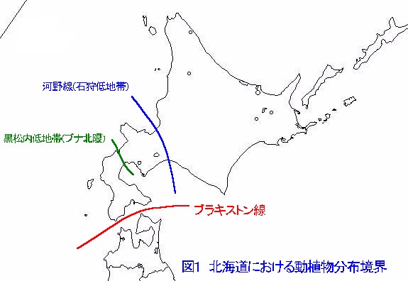 表1 ブラキストン線で分けられる哺乳類の例