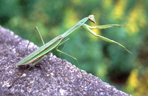 Mantis