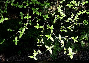 Young Leaves