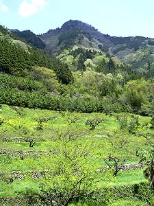 Plum Farm