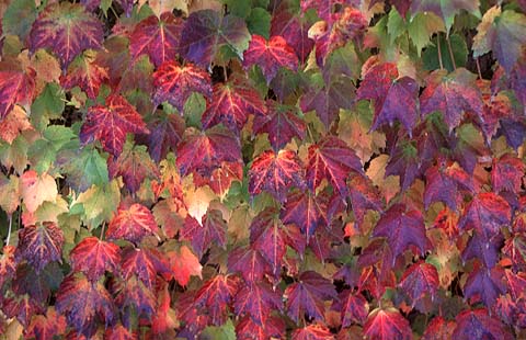 Autumn Leaves Close-Up