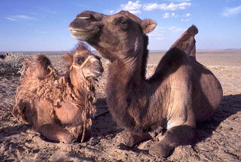 Camels