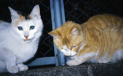 Bikke And ShortTail at Cat-Crossing