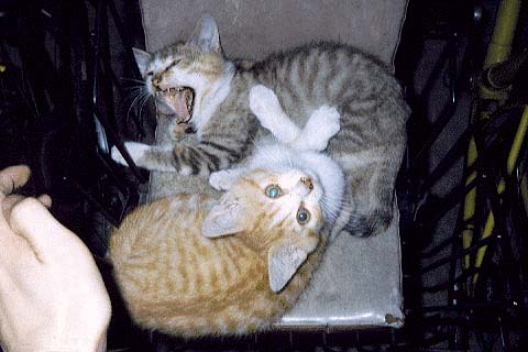 Baby Cats 3