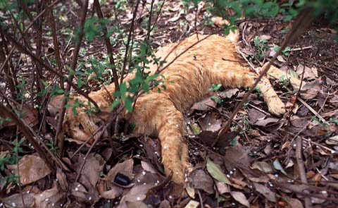 Dead Cat