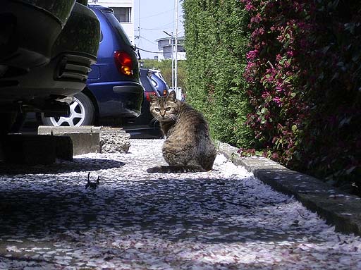 Cat In Cherry Season
