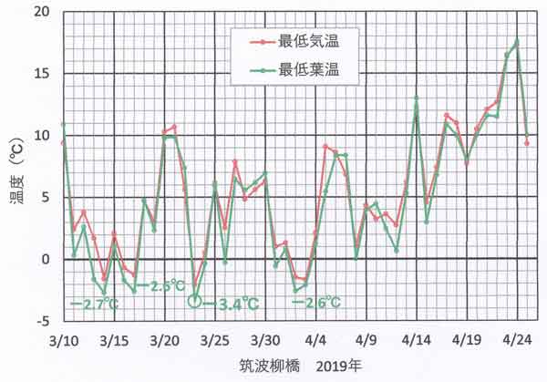 最低葉温の日々変化