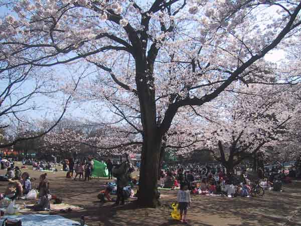 桜の広場