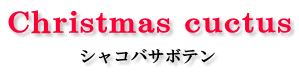 Christmas cuctus シャコバサボテン