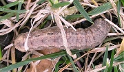 スジキリヨトウの老齢幼虫