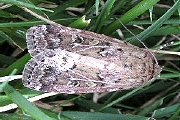 スジキリヨトウの成虫