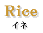 Rice イネ