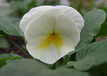 ビオラ ソルベ バナナクリームの花