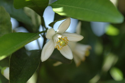 花橘 はなたちばな　Citrus flower