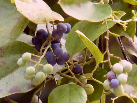 『拾遺愚草』画像資料集　動植物・歌枕など