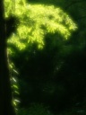 輝く木の葉