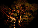 木の血管