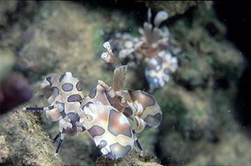 水中写真館/海外編2(マブール&シパダン)