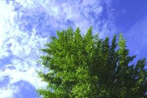 Leaves