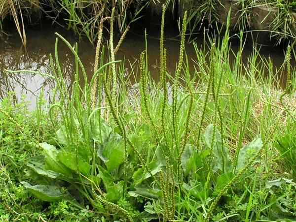 野草一覧 セイヨウオオバコ