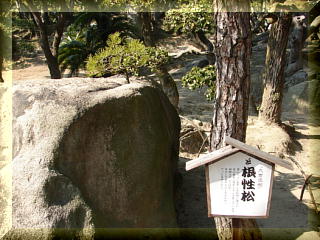玉藻公園のど根性松