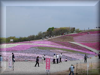 茶臼山高原のシバザクラ