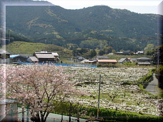 石巻平野町のナシ畑
