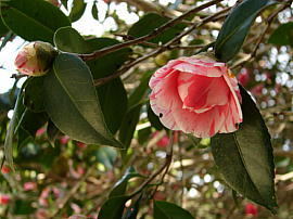 tsubaki230331saigou6s.jpg^啟̌ܐF