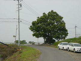 ishiyakushi138s.jpg^Ζtꗢ
