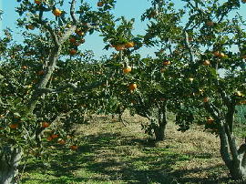 gejo-kaki11.jpg�^�`��