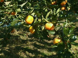 gejo-kaki12s.jpg�^�`���^�N���b�N����Ɗg��