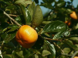 gejo-kaki14s.jpg�^�����̊`���^�N���b�N�Ŋg��