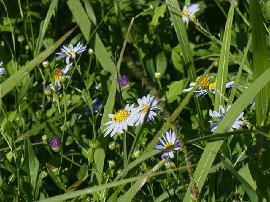 gyoumei-nogiku74.jpg�^�s���̖�e