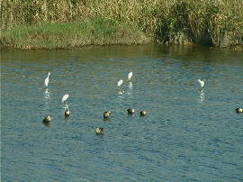 gyoumei37.jpg�^�s���̐���